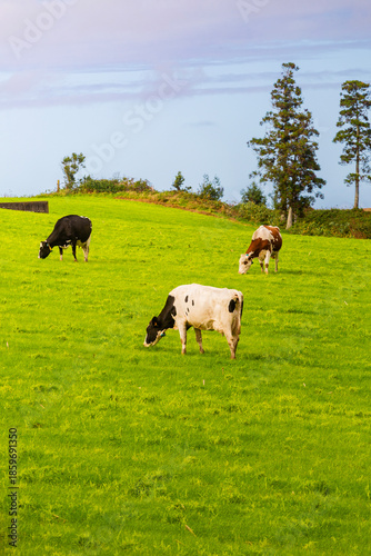 A serene wide-angle view of black and white dairy cows grazing in the lush, foggy highlands of Sao Miguel, Azores. The atmospheric mist creates a sense of freedom and organic farming.
