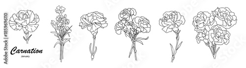 Set of carnation flowers, January birth month flower, clean botanical line art drawing, Minimal black sketch vector illustration isolated on transparent background.