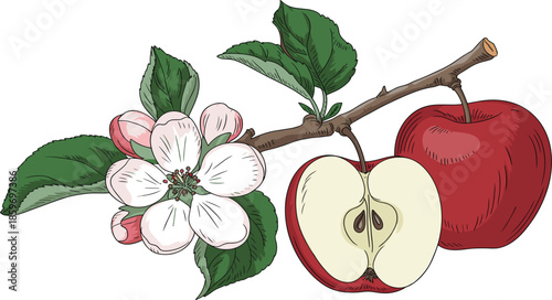 Apple tree branch vector illustration, hand drawn vintage sketch of red apples and blossoms with green leaves on a branch