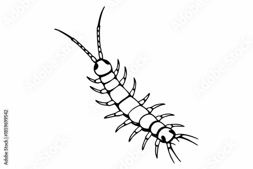 Simple Centipede Line Art Drawing Illustration