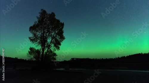 Northern lights cottonwood tree