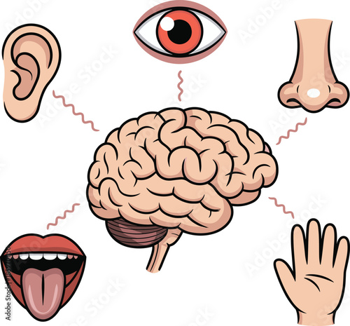 Human five senses concept illustration with brain, eye, ear, nose, mouth, hand isolated on white background, sensory perception education vector design