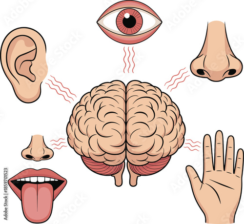 Human five senses diagram illustration with brain, eye, ear, nose, mouth, hand isolated on white background, sensory system education vector