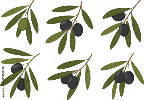 Olive branches with black and green olives illustration isolated on white background, Mediterranean food ingredient set, botanical vector design collection