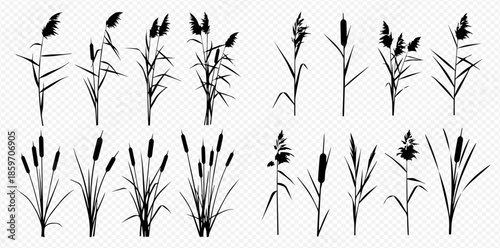 Set of black silhouettes of reeds and cattails, isolated on transparent background, vector illustration.