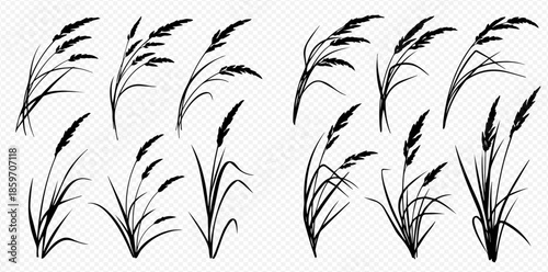 Set of black silhouettes of reed, grass, and sedge plants, isolated on a transparent background, perfect for nature-themed designs and illustrations.