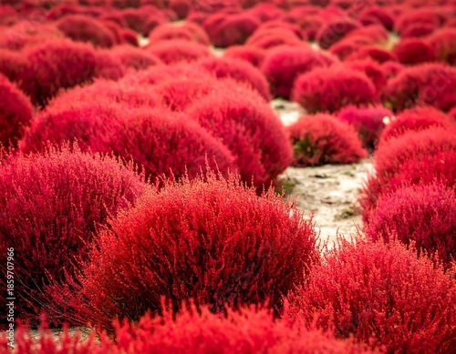 Vibrant red bushes in rows
