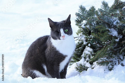 A fluffy one eyed gray cat sits in a snowdrift by a fir tree. Severe winter frosts do not frighten Siberian cats, who are not afraid of the cold. The concept of compassion and helping stray animals