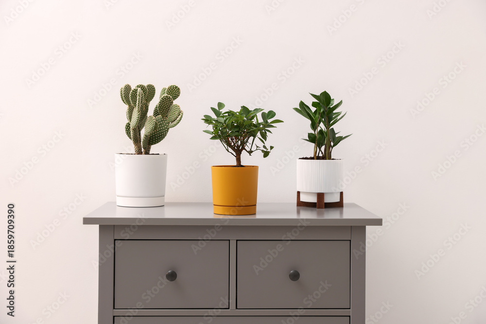 Fototapeta premium Different green houseplants on grey dresser near white wall indoors