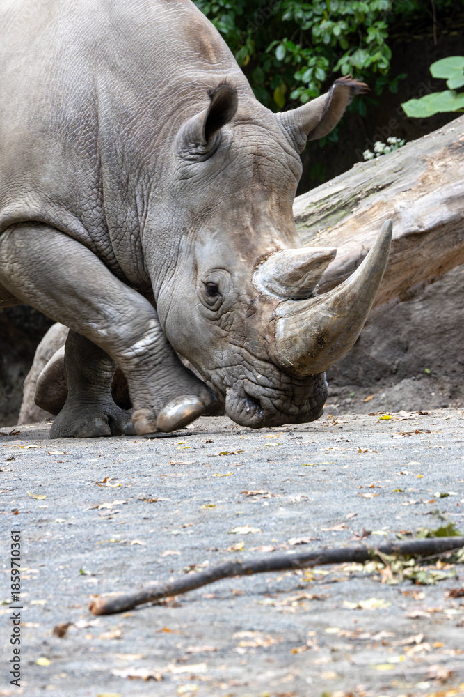 Obraz premium Northern White Rhino (Ceratotherium simum cottoni) - Native to grasslands of East and Central Africa