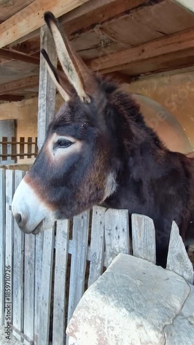 Close portrait of a braying donkey in a rustic stall