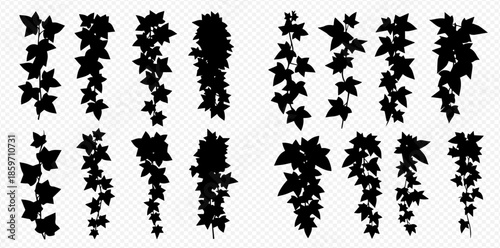 Set of black ivy vines with various leaf shapes and arrangements, hanging plant silhouettes.
