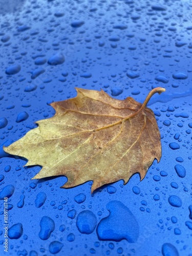 Herbstblatt im Regen.