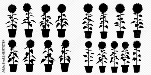 Set of potted plants silhouettes on transparent background for various design projects.