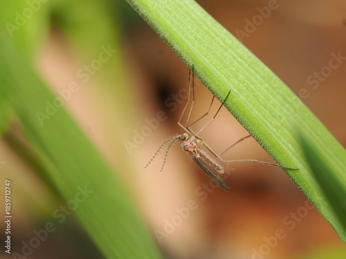 Foto Se trata de un díptero nematócero, probablemente un mosquito de las agallas (Cecidomyiidae), distinguible por sus patas extremadamente largas y antenas plumosas muy desarrolladas