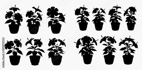 Set of potted flower silhouettes, various indoor plants with blossoms in black on a transparent background.