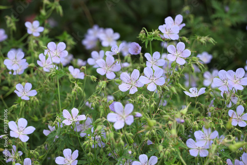 Konstfotografi Hardy geranium ‘Blue Cloud’ in flower.