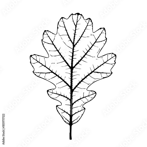 Illustrated oak leaf