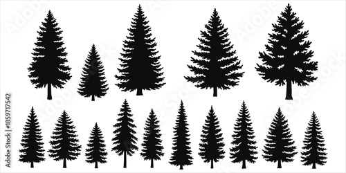 Group of black silhouettes of various sizes and shapes of pine trees Keywords: tree, trees, pine, fir, spruce, silhouette, black