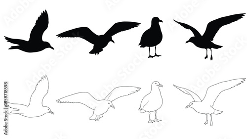 Silhouettes and outlines of seagulls in various flying and standing poses