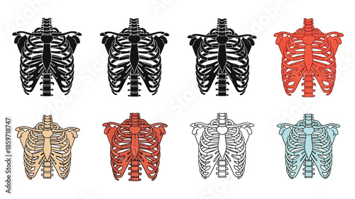 Anatomical illustration of human rib cages in various color schemes