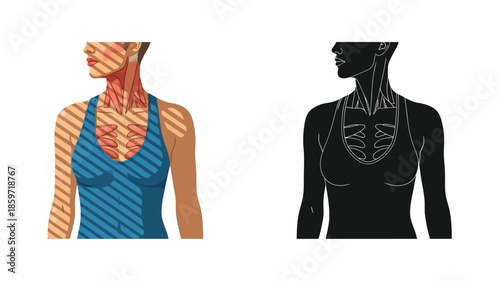 Anatomical illustration depicting the neck and upper chest muscles in color and silhouette