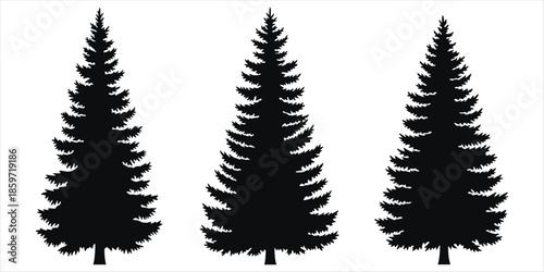 Three Tall Silhouetted Evergreen Trees on White Background Keywords: evergreen, tree, pine, fir, spruce, conifer, silhouette