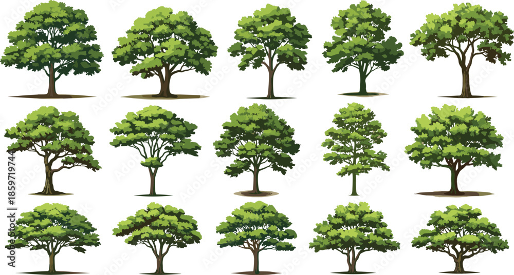 Fototapeta premium Variety of Lush Green Deciduous Trees with Detailed Foliage Keywords: tree, deciduous, green, lush, foliage, leaves, branches