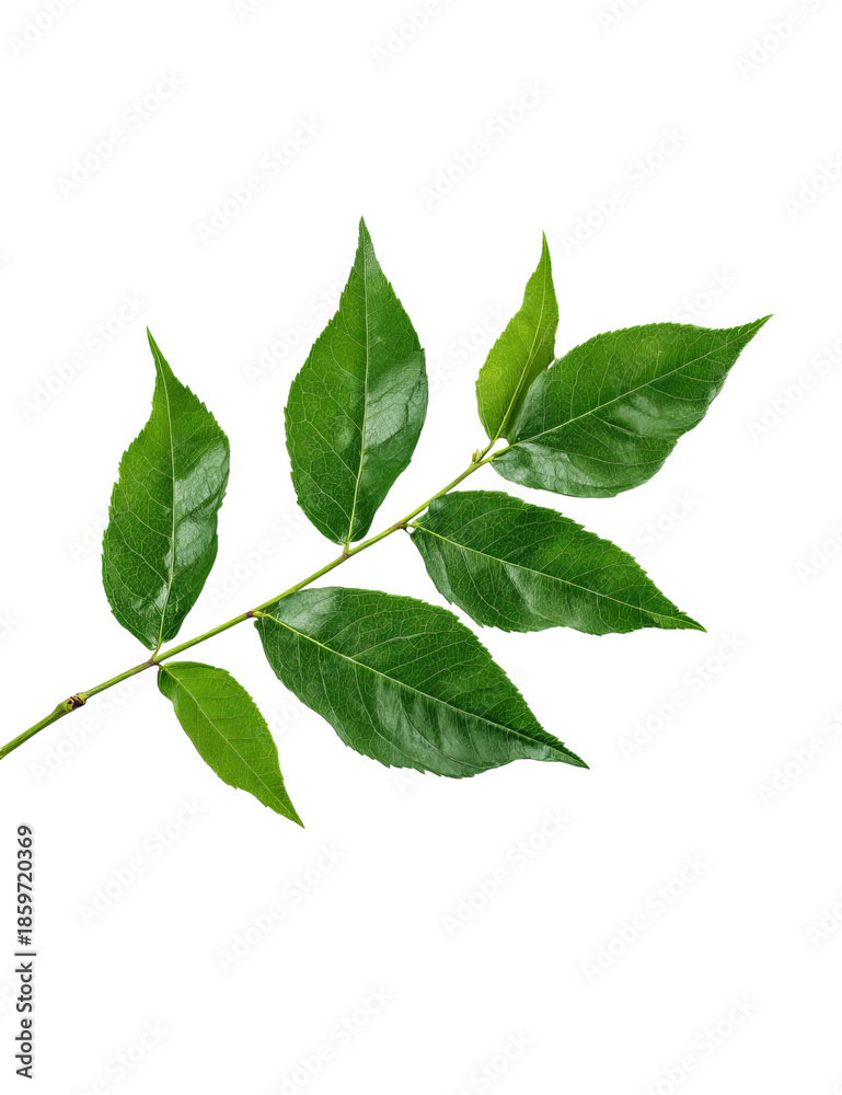 Naklejka premium A detailed photograph of a green branch with multiple leaves isolated on a transparent background green leaves