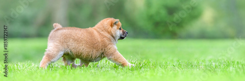 Portrait of a young male Shiba Inu walking in a meadow on a breeding dog farm