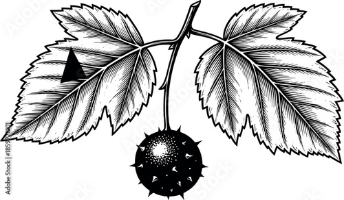 Vintage Engraving of Chestnut Fruit with Serrated Leaves and Spiky Husk Isolated on White Background for Botanical Nature Design Projects