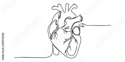 Human heart with blood vessels one line art. Continuous line drawing of human, internal, organs, heart, vector, A single line drawing of a realistic human heart, Continuous Line Anatomical Heart.