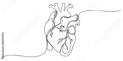 Human heart with blood vessels one line art. Continuous line drawing of human, internal, organs, heart, vector, A single line drawing of a realistic human heart, Continuous Line Anatomical Heart.