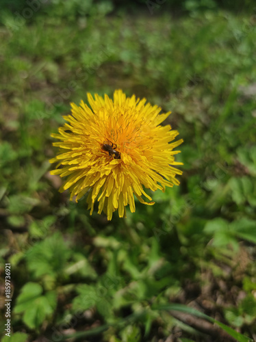 yellow dandelion flower