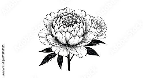 Detailed black and white illustration of a blooming peony flower with leaves