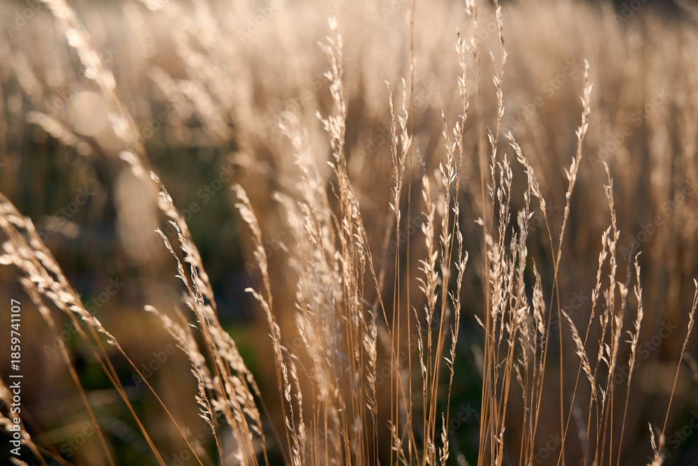 Fototapeta premium Field with dry grass in warm light. A soft, warm sunset. Natural background.