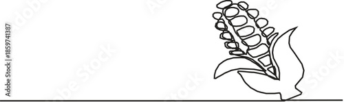 A single line drawing of a corn. One line draw art on white background.