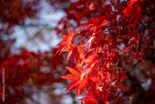 Vibrant Red Maple Leaves in Sunlight