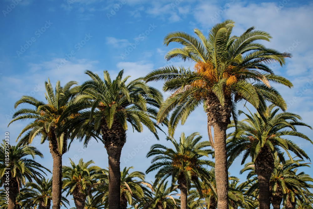 Fototapeta premium Palmeraie en Tunisie