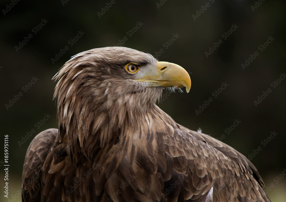 Obraz premium portrait of a bald eagle