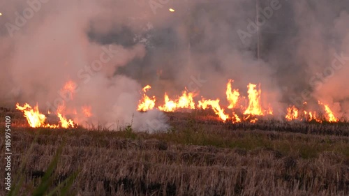 Stubble and straw burning with smoke emanating from the fire in rice paddy field. Air pollution due to crop burning method to clear the field raises the concentration of air particles matter PM2.5 
