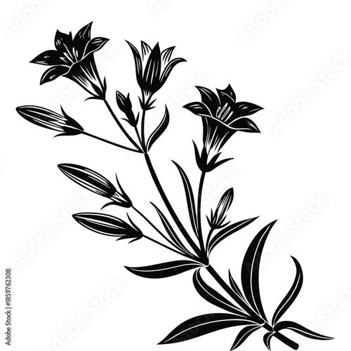 Campanula wildflower silhouette botanical illustration with delicate bellflowers and slender foliage vector art