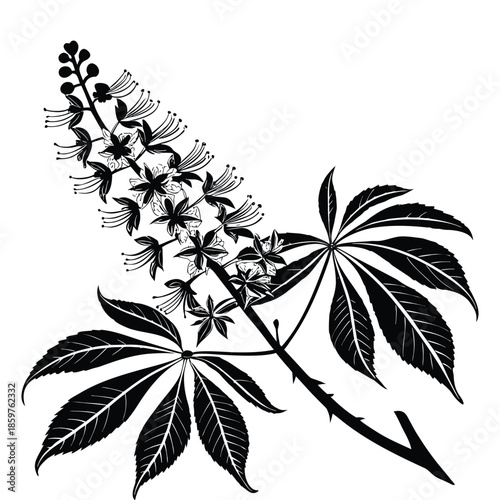 Buckeye flower cluster silhouette with compound leaves horse chestnut botanical drawing vintage tree illustration