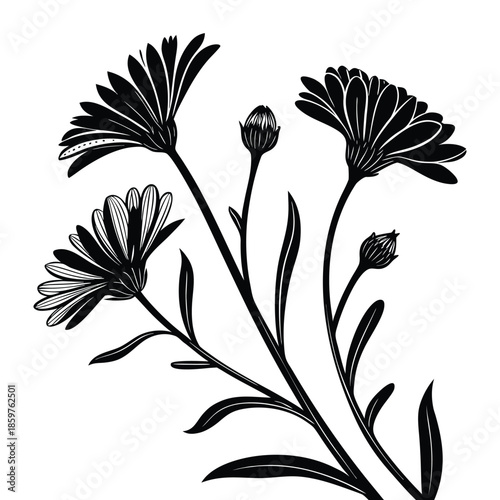 Calendula flowers silhouette isolated on transparent background black and white vector illustration.