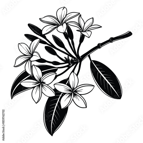 Plumeria frangipani flower branch silhouette hand drawn tropical botanical design element on transparent background