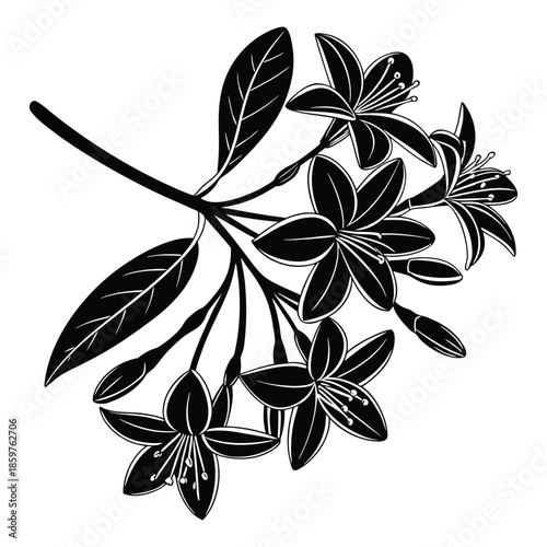 Cestrum nocturnum night blooming jasmine flower branch silhouette hand drawn floral element for botanical design