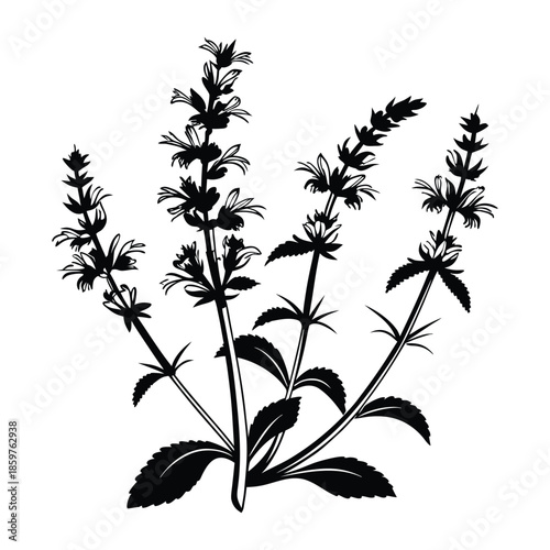 Black silhouette of sage plant with elongated spikes of small flowers and ovate textured leaves on grey background