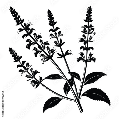 Stylized silhouette of blossoming salvia plant with upright flower stalks and small textured leaves on transparent background