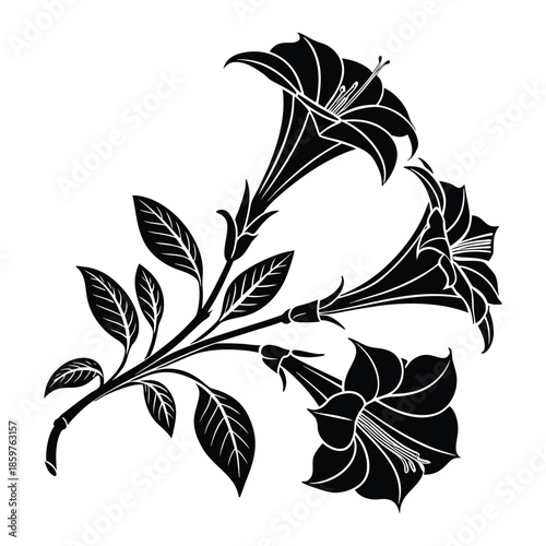 Line art style vector of three hanging trumpet shaped datura flowers with detailed leaves