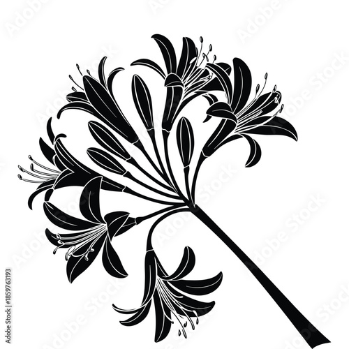 Solid black agapanthus flower silhouette vector botanical plant graphic with multiple blooming lily of nile heads